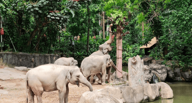 singapore zoo