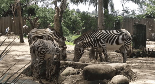 singapore zoo